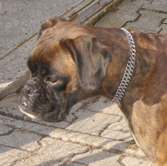 Cindy vom Schloß Wolfsbrunnen