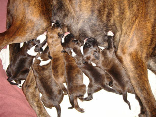 4 Hündinnen und 2 Rüden