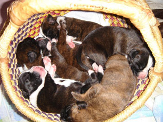 die kleine boxer welpen im korb