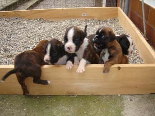 boxerwelpe