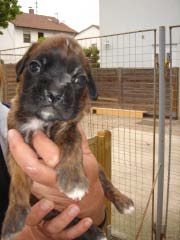 boxerwelpe
