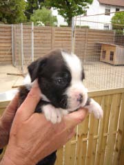 boxerwelpe