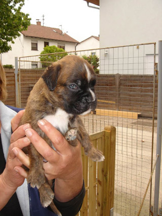 boxerwelpe