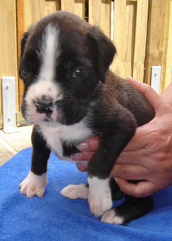 boxerwelpe