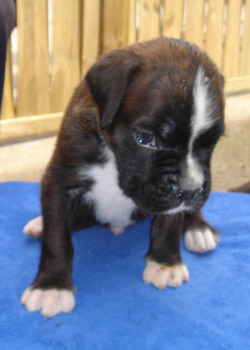 boxerwelpe