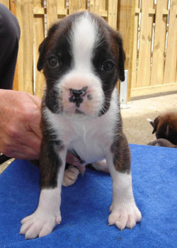 boxerwelpe