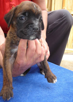 boxer welpe