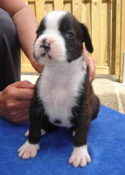 boxer welpe