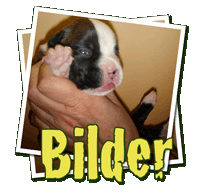Neue Bilder der Welpen