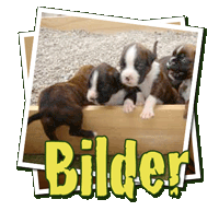 Neue Bilder der Welpen