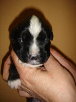 boxerwelpe