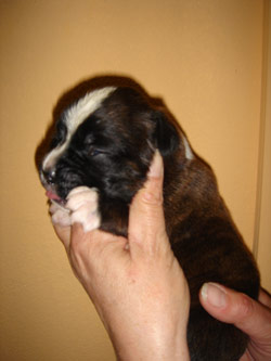 boxerwelpe