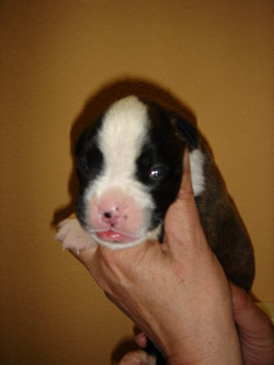 boxerwelpe