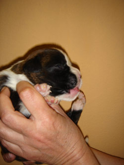 boxerwelpe