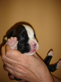boxerwelpe