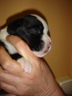 boxerwelpe