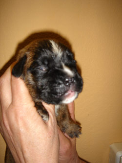 boxerwelpe