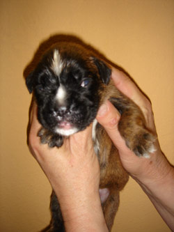 boxerwelpe