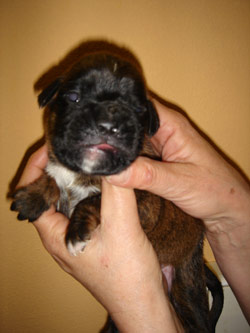 boxerwelpe