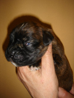 boxerwelpe