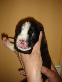 boxerwelpe