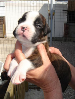 boxerwelpe