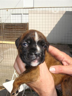 boxerwelpe