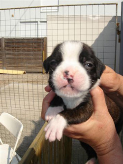 boxerwelpe