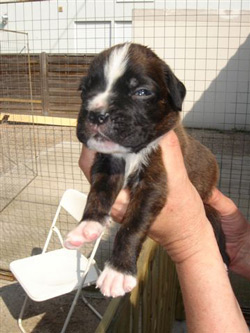 boxerwelpe