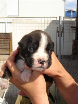 boxerwelpe