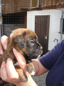 boxerwelpe