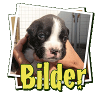 Neue Bilder der Welpen