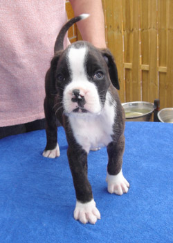 boxerwelpe