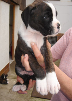 boxerwelpe