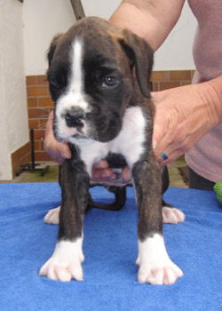 boxerwelpe