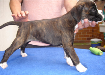 boxerwelpe
