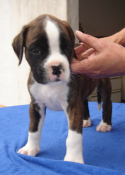 boxerwelpe
