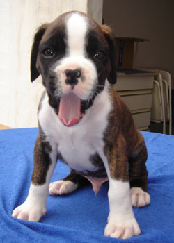 boxerwelpe