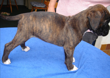 boxerwelpe