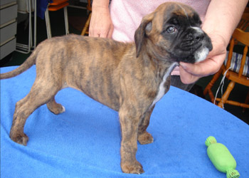 boxerwelpe