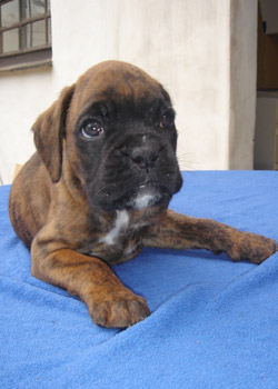 boxerwelpe