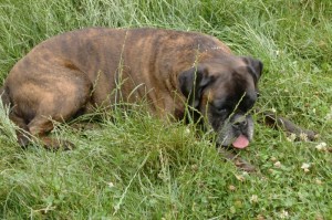 Amelie letztes Bild