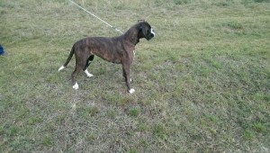 Maggie