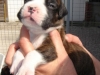 welpen-amelie-3-wochen-004