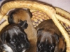 welpen_drei_wochen_017