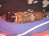 welpen_drei_wochen_027