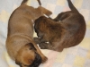 welpen_drei_wochen_032