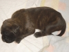 welpen_drei_wochen_034